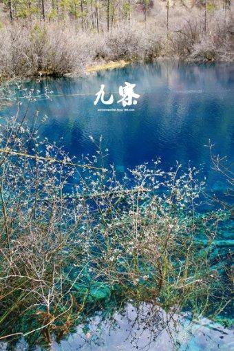 重生之玫瑰豪门